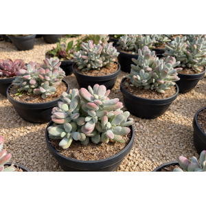 Kotyledón Higginsov (Cotyledon Higginsae) - výška 20-30 cm, kont.C5L